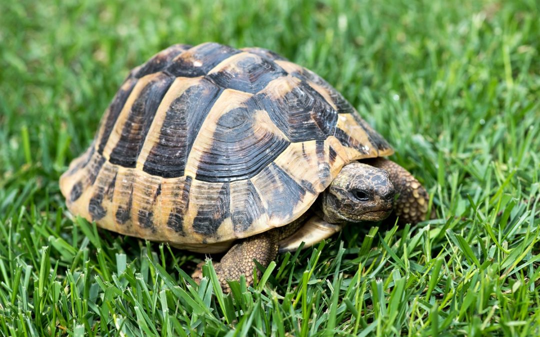 Turtle on the grass
